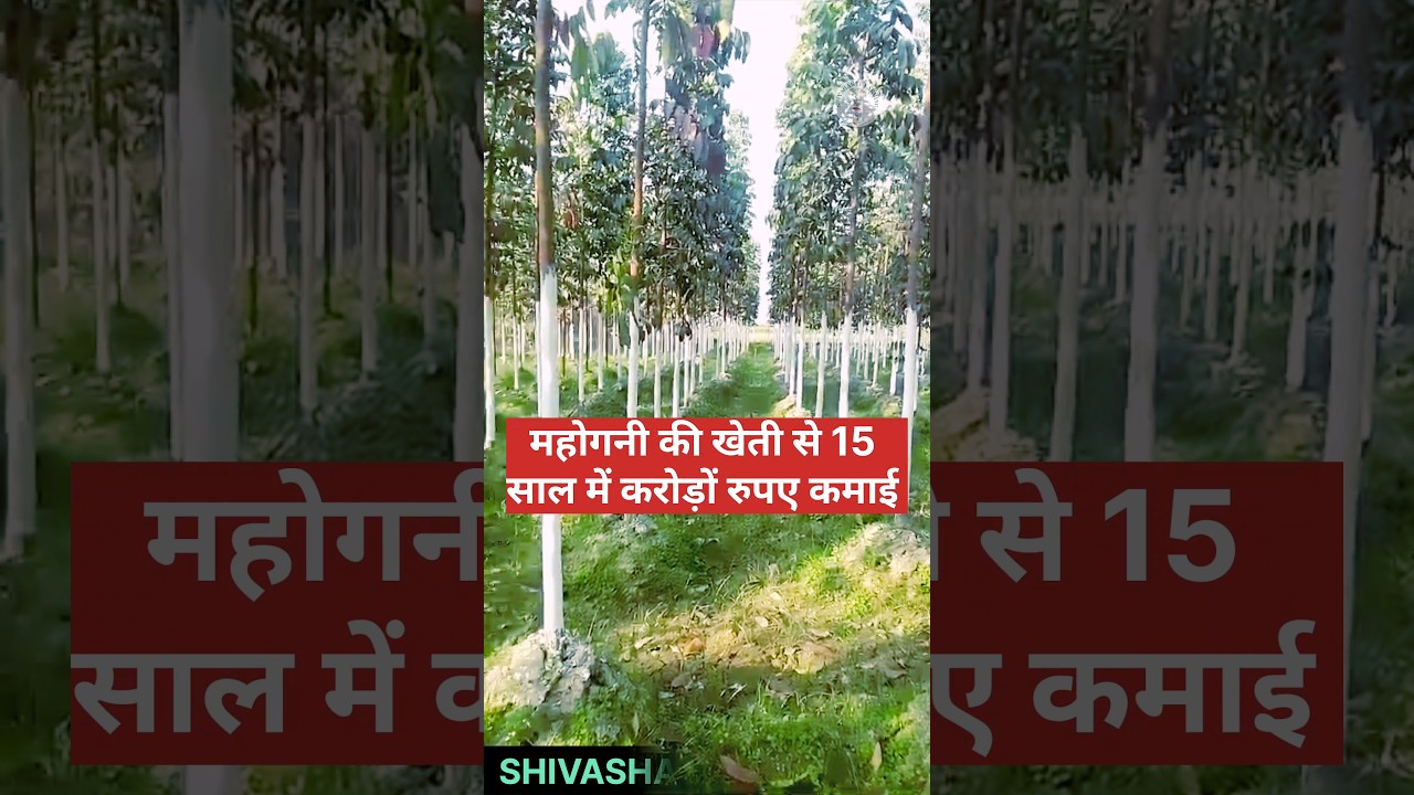 Mahogany ki kheti|| महोगनी की खेती के कैसे करें #agriculture #shortvideo #farming  #shivashakti