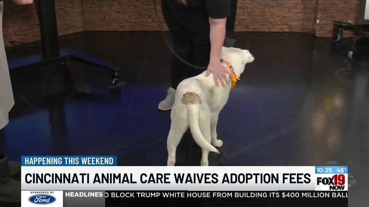 Cincinnati Animal Care waives adoption fees