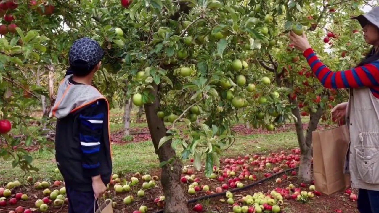 APPLE PICKING in Australia