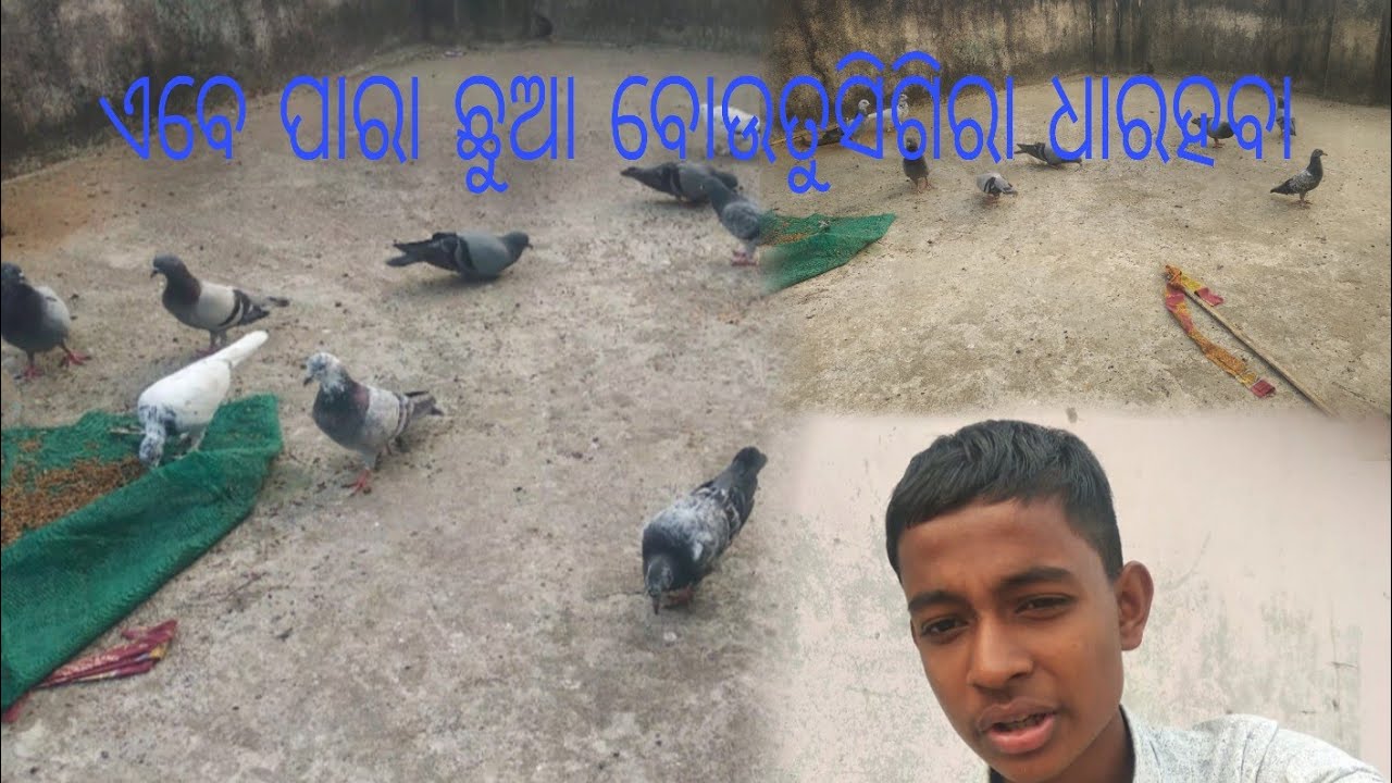 ଏବେ ପାରା ଛୁଆ ବୋଉତୁସିଗିର ଧାରହବା /79/#viral #kabootarloft05 #pleasesubscribe