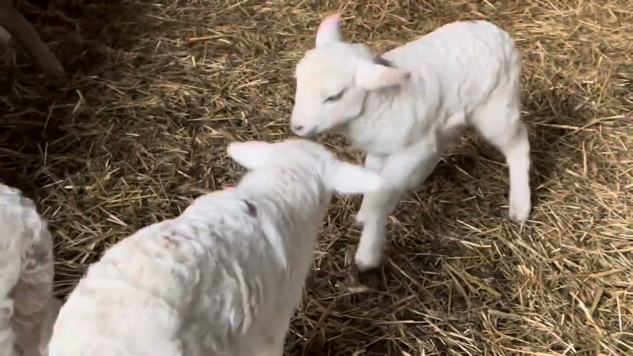Lamb Update