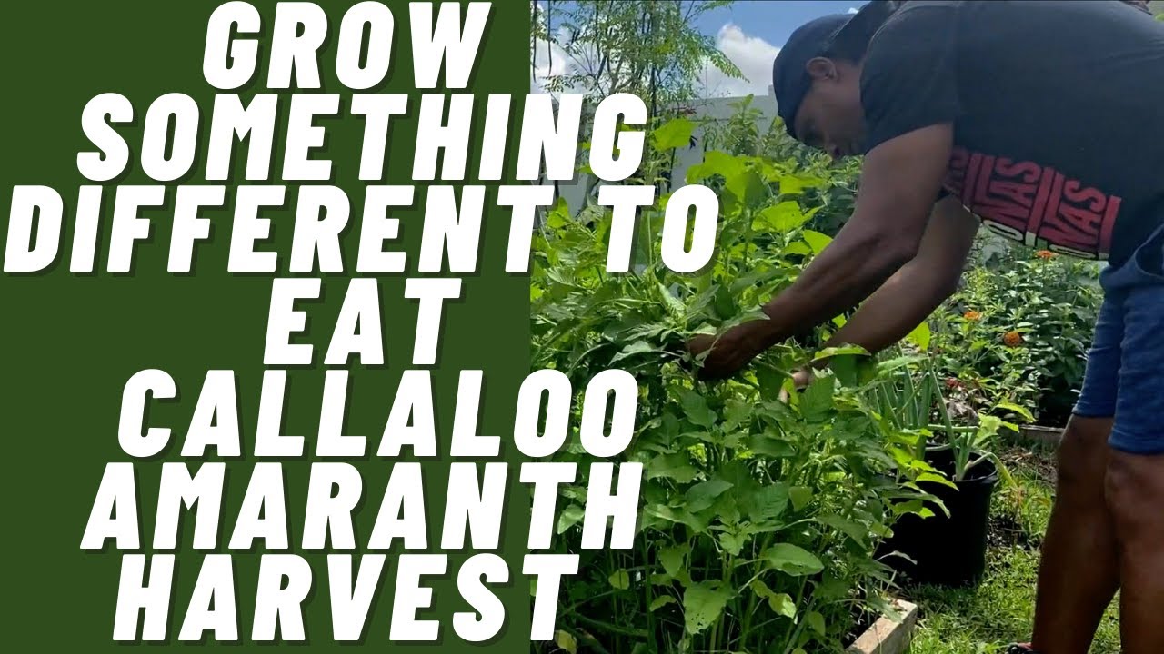 Grow Something Different to Eat | CALLALOO AMARANTH HARVEST | Florida Food Forest
