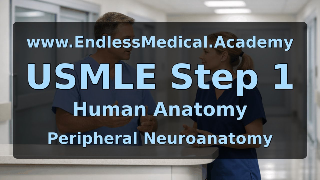 Peripheral Neuroanatomy, Human Anatomy, USMLE Step 1 - Full Vignette with Extended Explanations