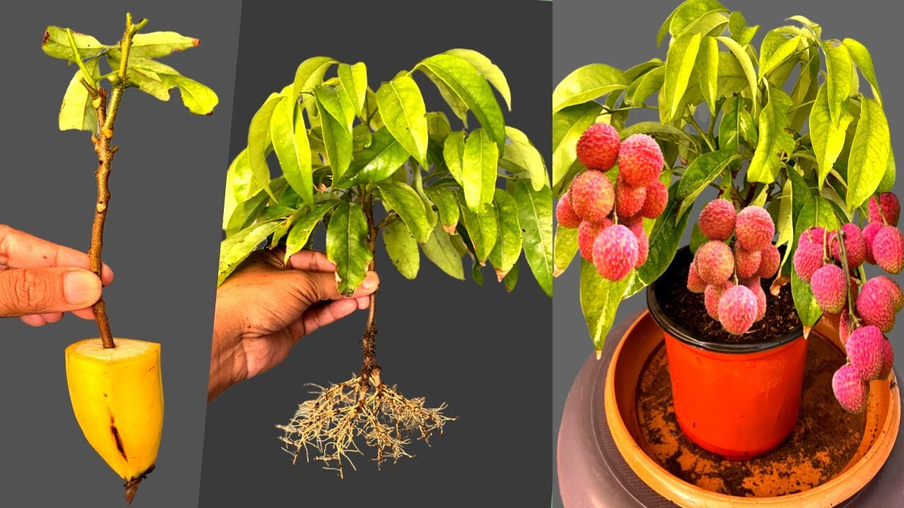 How To grow Lychee Plant From Cutting In A Banana | Easy Mathod To Grow Lychee Tree From Cutting