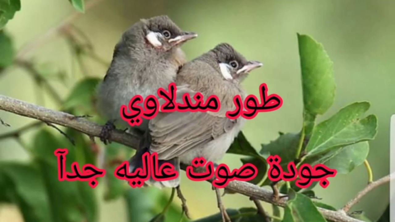 أقوى مقطع لتعليم ألافراخ لهذا الموسم طور مندلاوي حنجره رهيبه