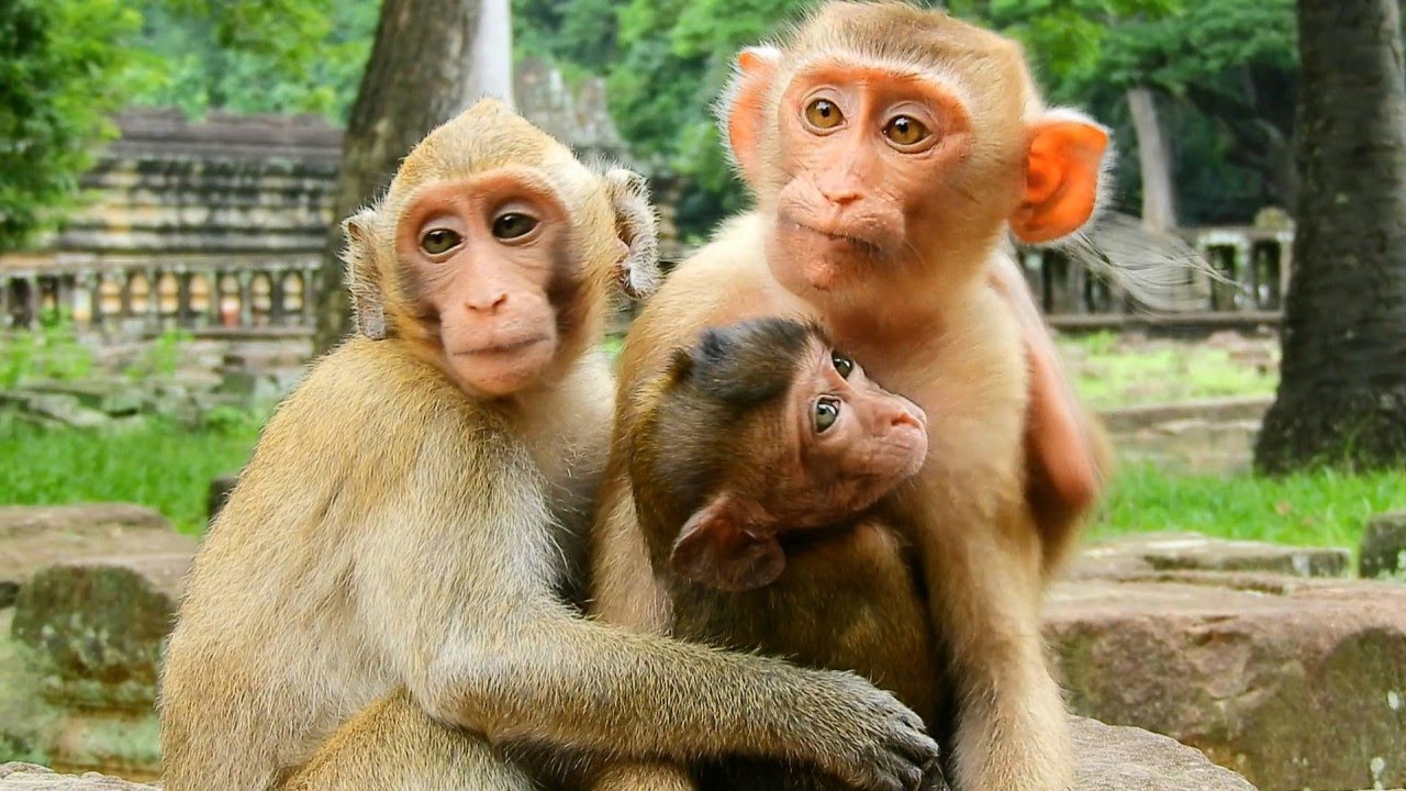 Poor Abandoned Baby Monkey Ronnie Get Warm By Monkey Sovana Group[ Good Job ]