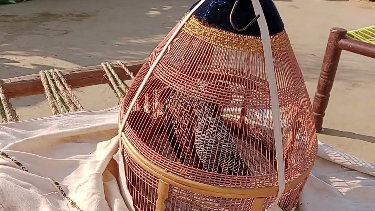 Видео о черной куропате