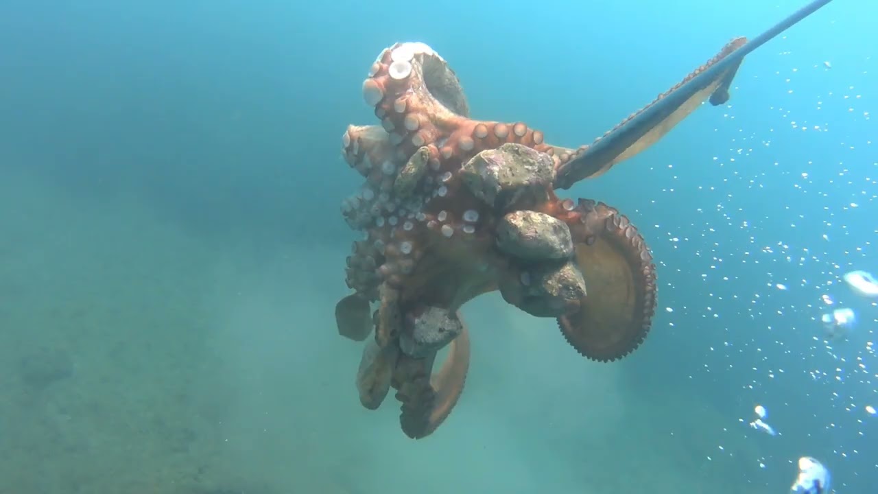 ΤΟ🐙ΧΤΑΠΟΔΙ🤿ΠΟΥ🦈ΚΡΥΦΟΚΟΙΤΑΖΕ🔱ΑΛΛΑ‼️ΤΟ💦ΕΦΑΓΕ🐟ΤΟ🪸ΚΕΦΑΛΙ⚠️ΤΟΥ🇬🇷🇨🇾THE⚠️OCTAPUS🌊SPYING⚠️ON🐙ME SPEARFISHING