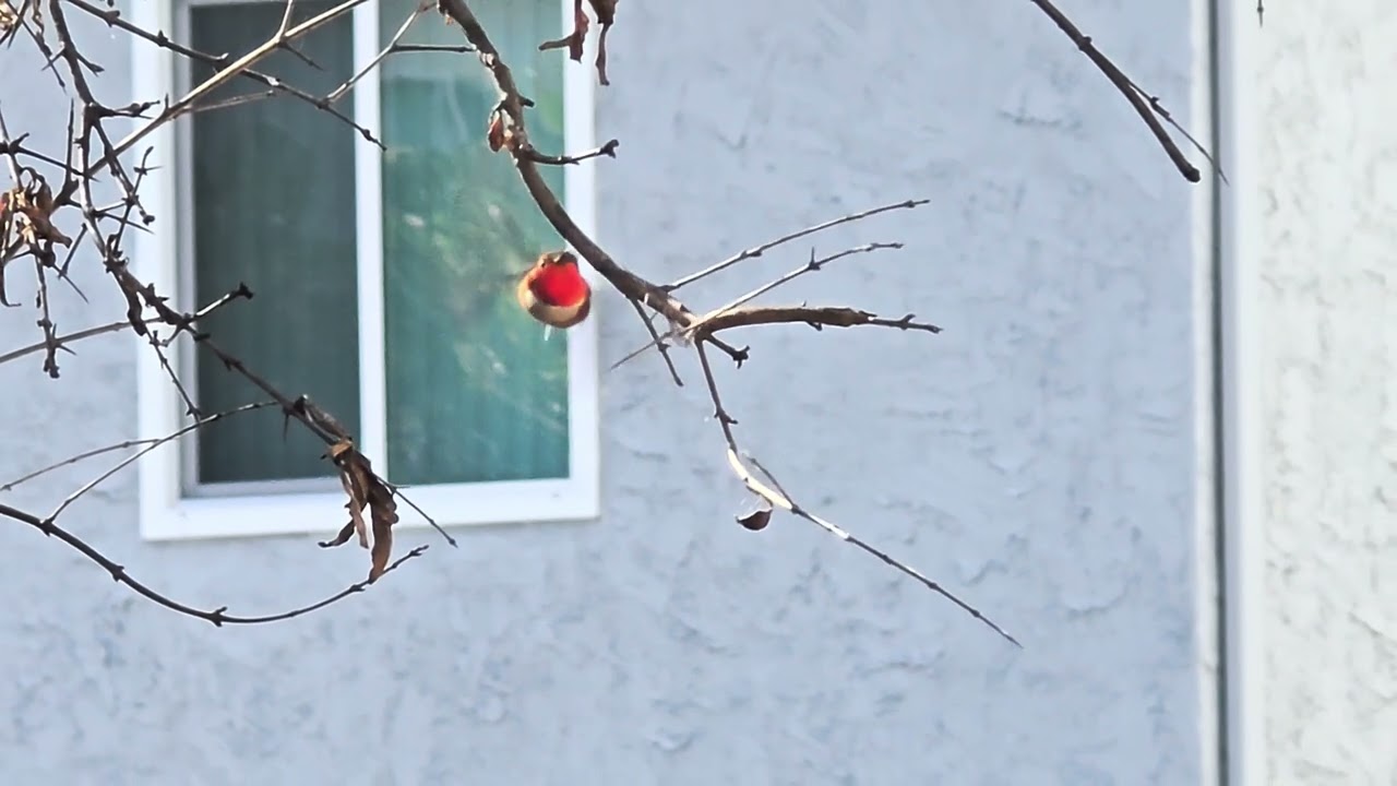 Hummingbirds #hummingbird ##birds ##wildlife #nature #fun 