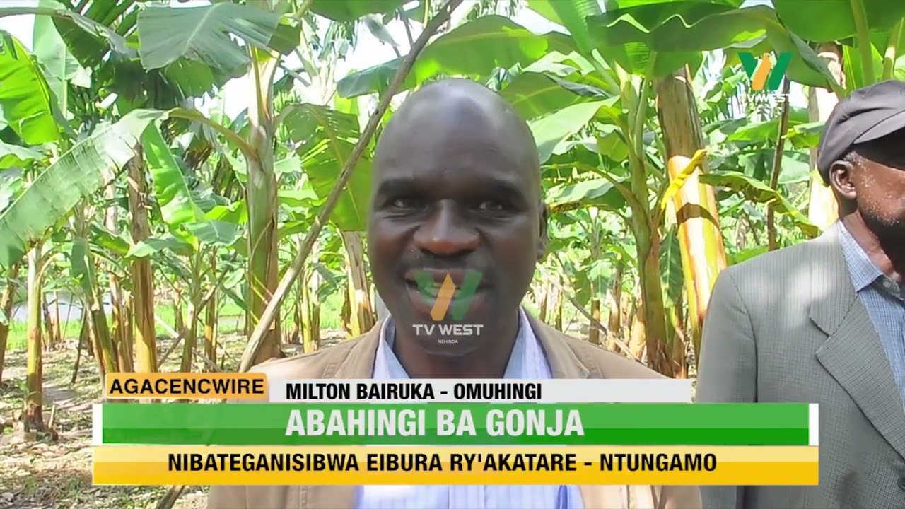 AGACENCWIRE: Abahingi ba Gonja nibateganisibwa eibura ry'akatare- Ntungamo.