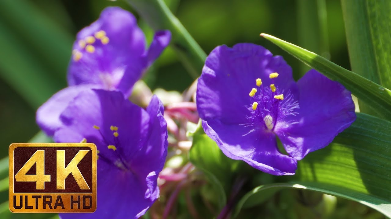 4K Flowers - Summer Wildflowers Bouquet - 2 Hours Summer Relax Video