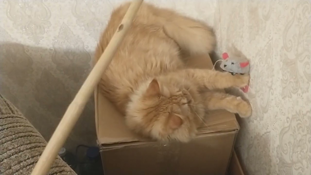 Кот рыжик боксирует мышу