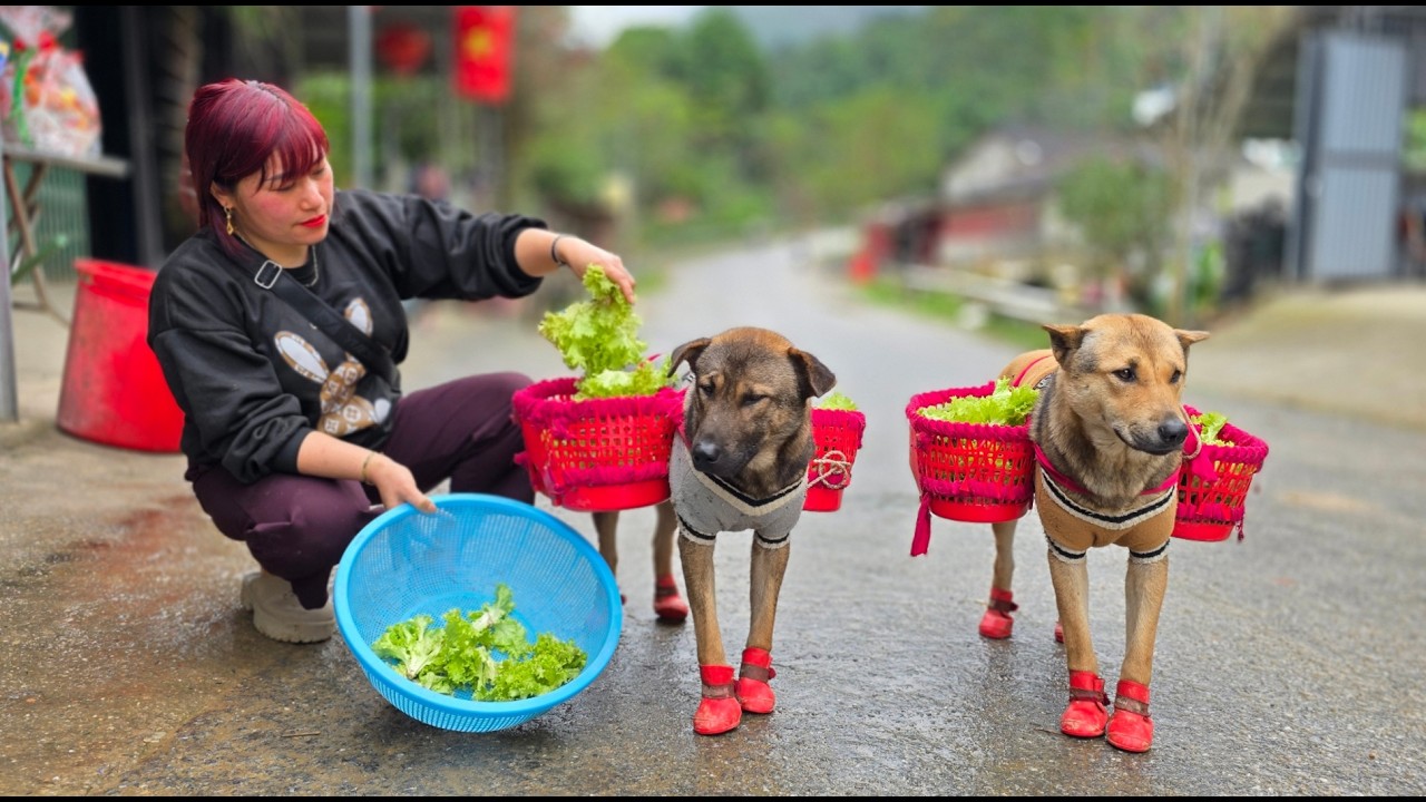 These two dogs carry vegetables to the market to sell and earn money to buy rice for their livelihoo
