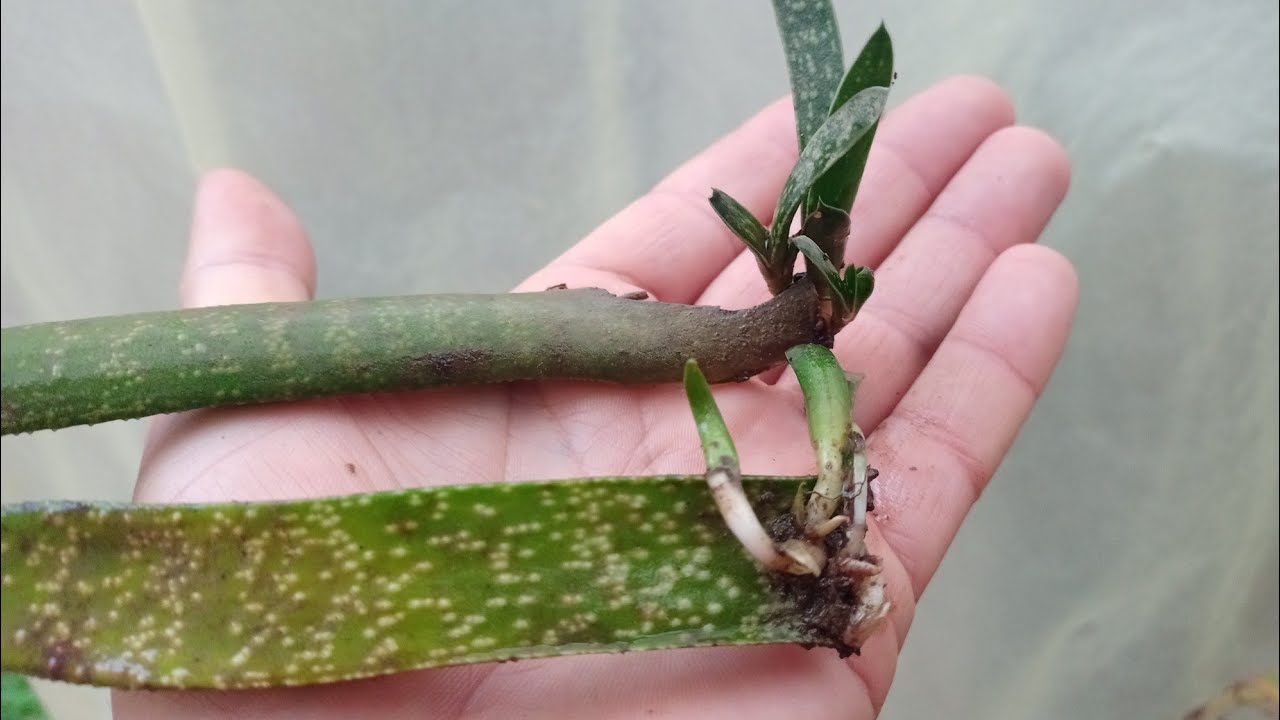 Aloe Vera Yapraktan Üretilir mi? Sonuç ortada.