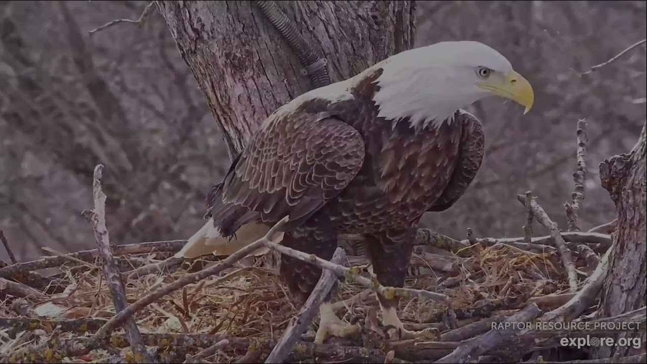 Decorah North Eagles 2-9-26 UM back working on nest again