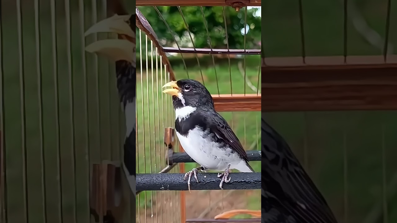 Coleiro Cantando Tui Tui &ndash; Canto Limpo e Afinado!