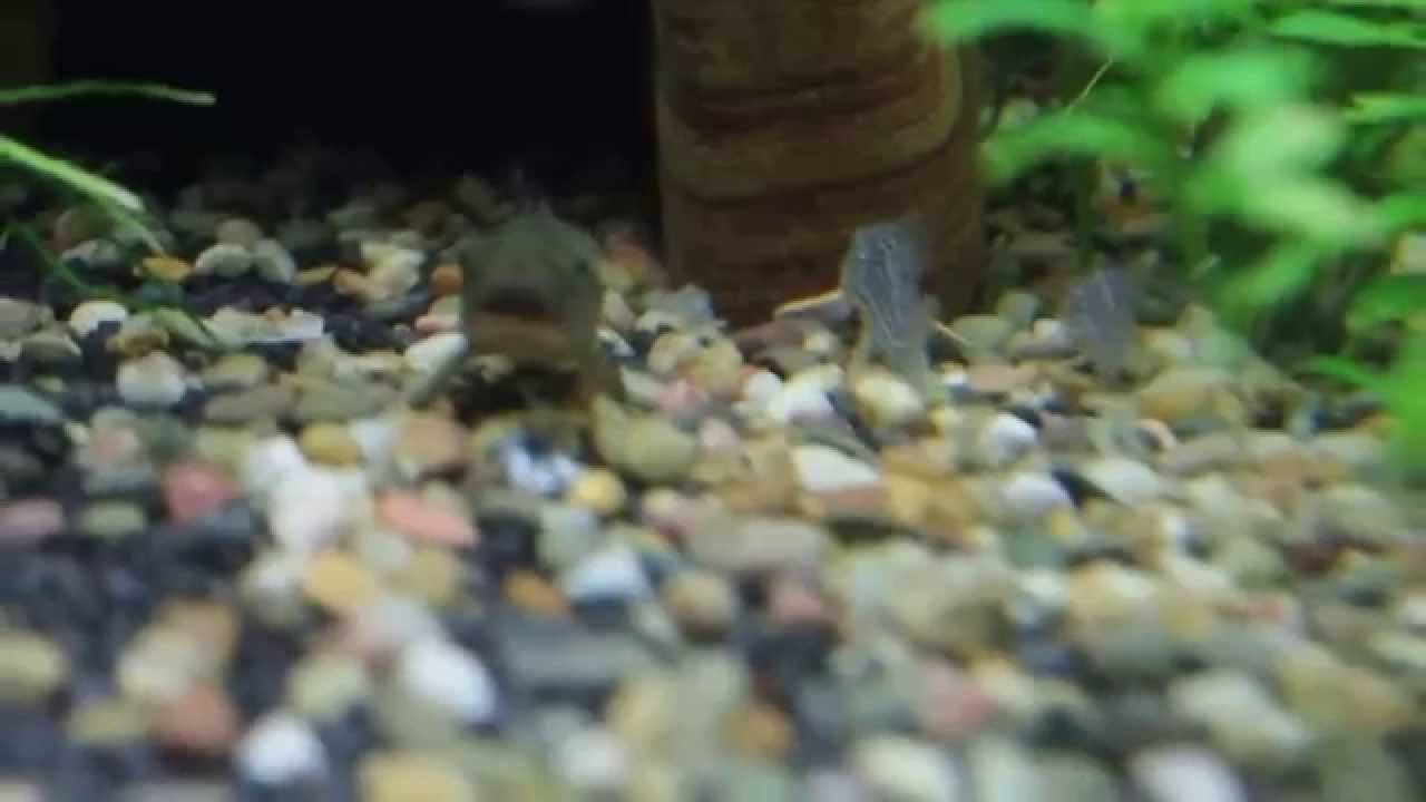 100l