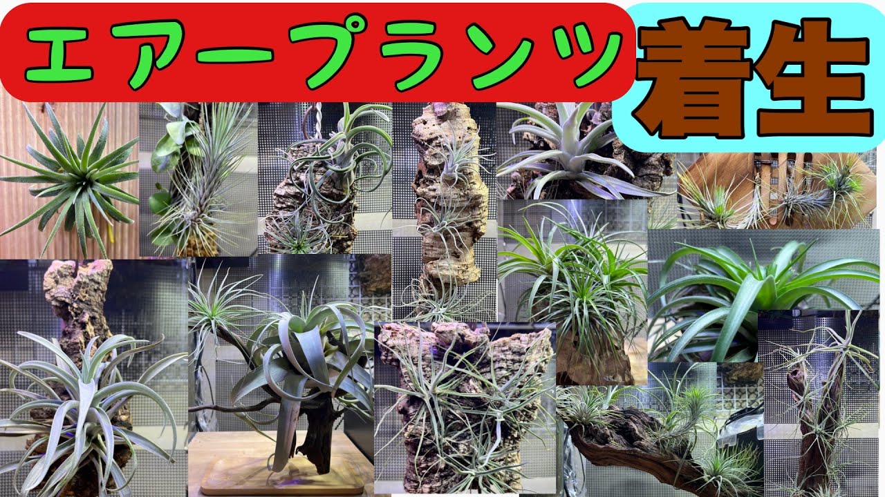 エアープランツのコルク・板・流木・岩に着生/全て見せます