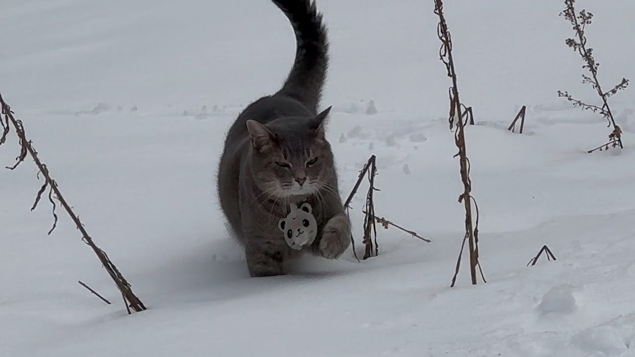 全国的な寒波の後.. 三日振りに外に出て.. 一軒一軒訪ねてまわり.. 雪の残る散歩道を逞しく歩き.. 走って帰る猫…【さっちゃんとおばあちゃんの散歩・1151日目】・・・