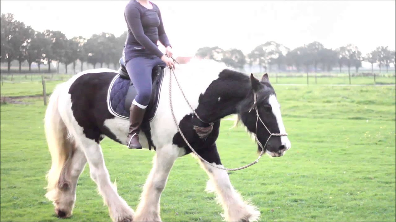 [TRAINING] Bitloos rijden ll Diede & King