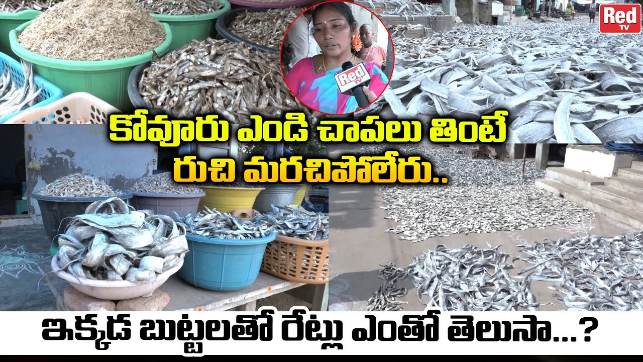 కోవూరులో అతిపెద్ద ఎండు చేపల మార్కెట్ | Dry Fish Market | Variety Dry Fish Available | RedTv Telugu