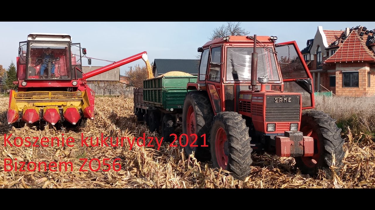 koszenie kukurydzy 2021 bizon w akcjii kukurydza