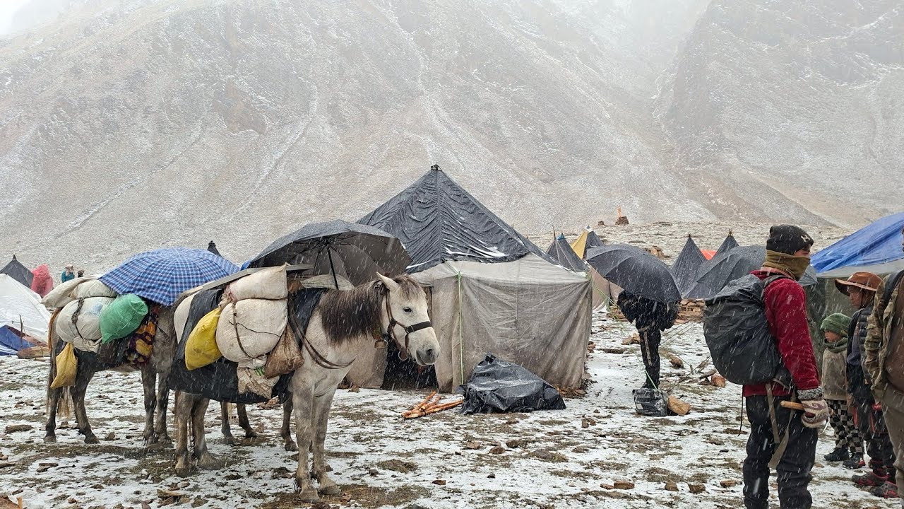 Best Life in A Himalayan Gold harvest During The Snowfall and Rainy Day|Most peaceful Relaxing video