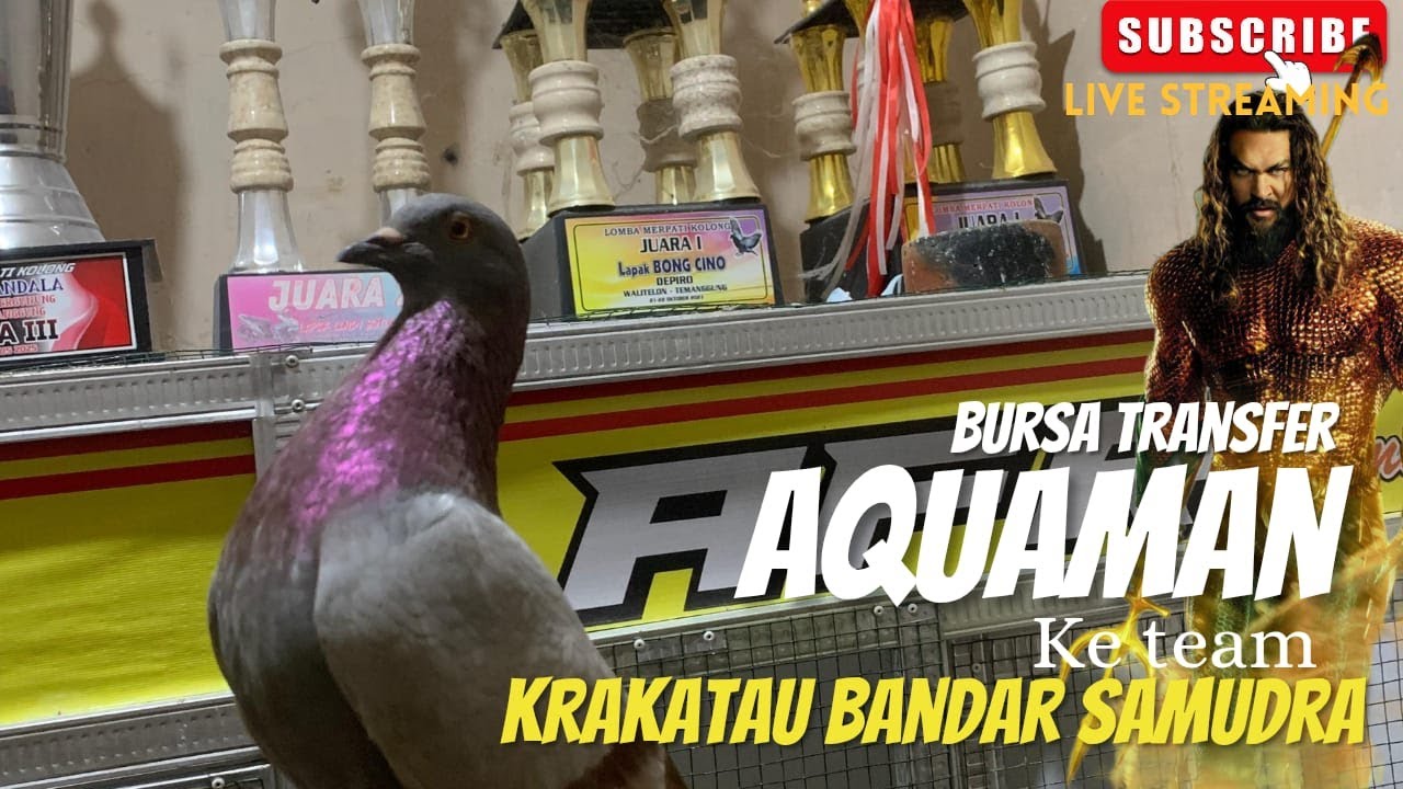 BURSA TRANSFER MERPATI AQUAMAN TEAM AFF KE TEAM KRAKATAU BANDAR  SAMUDRA