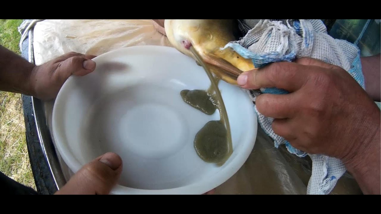 КАРП *** Полный цикл - Гипофиз, получение икры, оплодотворение, молоко, аппараты,  личинки