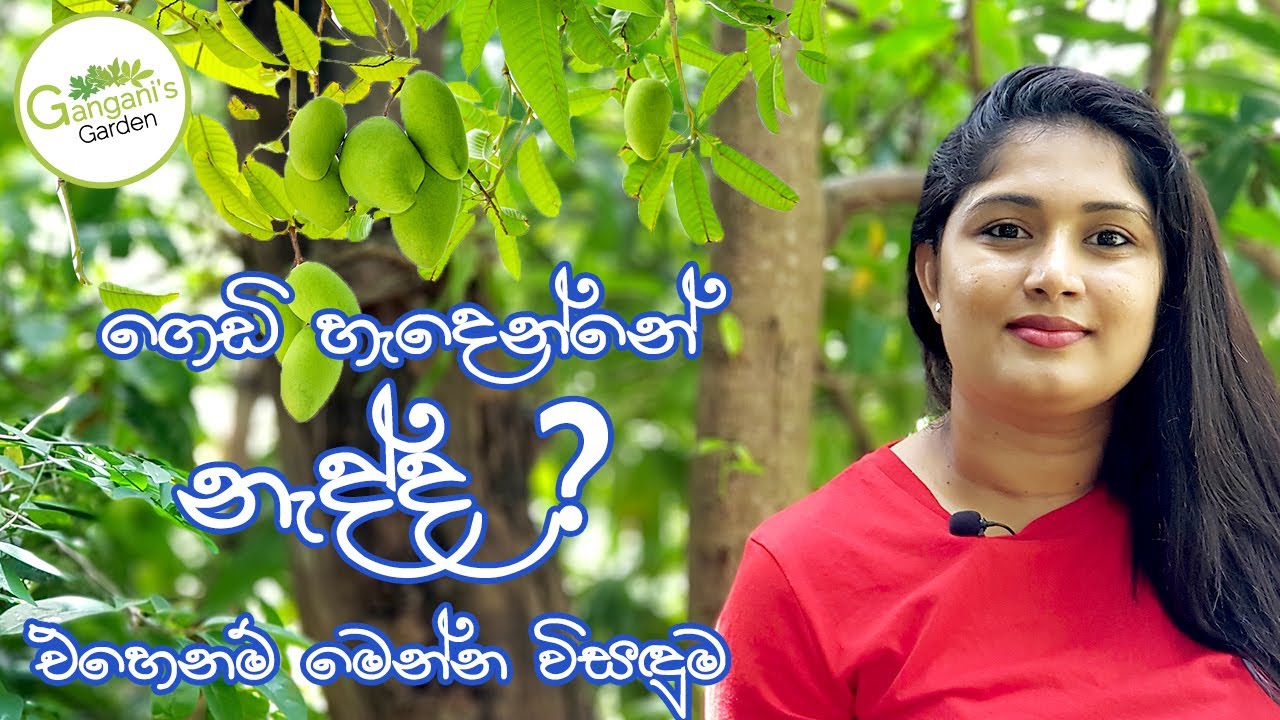 පලදාව නැති ගසකින් පදලාව ලබාගන්න ලේසි ක්‍රම - Force Flowering Methods