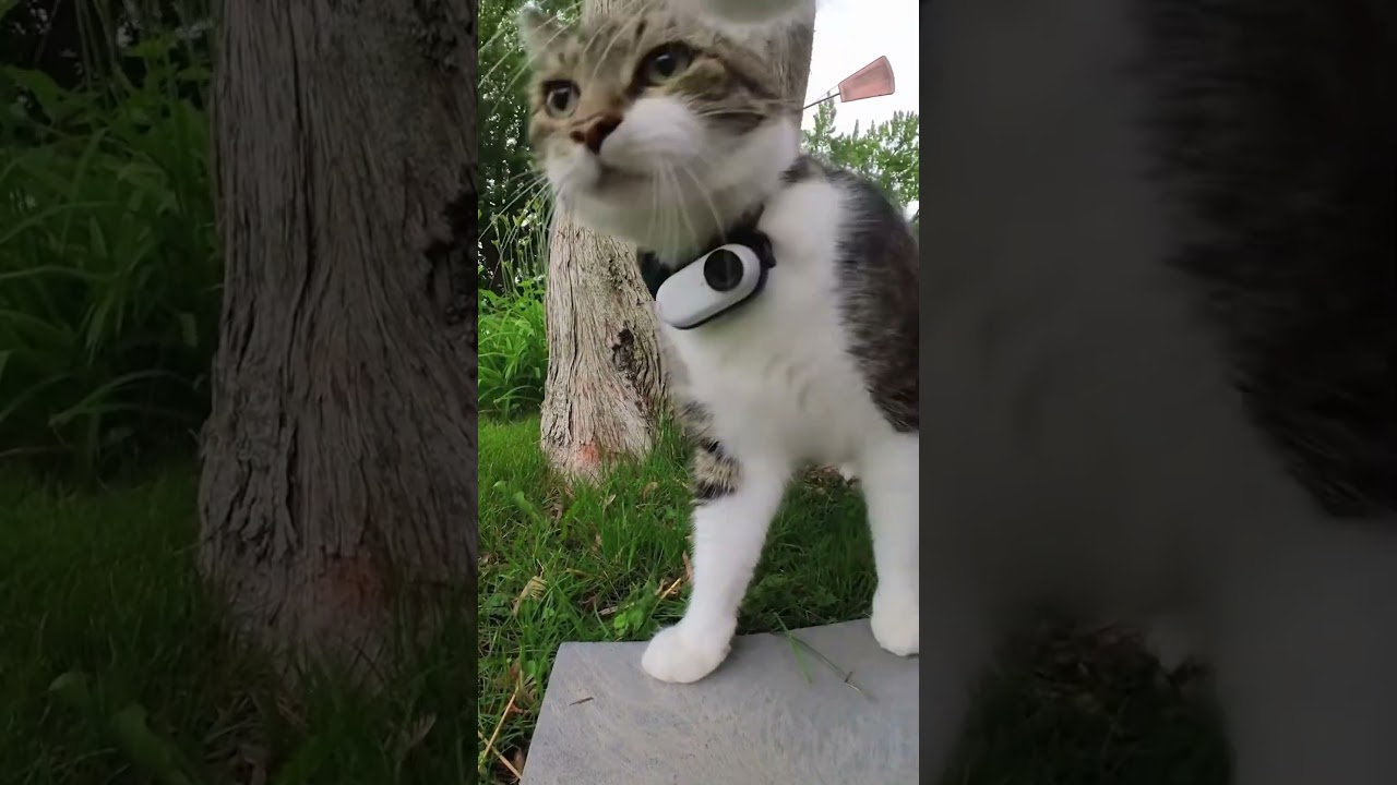 Dogs discover Cats with Cameras! 🐈 shot on @insta360 GO 3S #cat #insta360 #insta360catcam