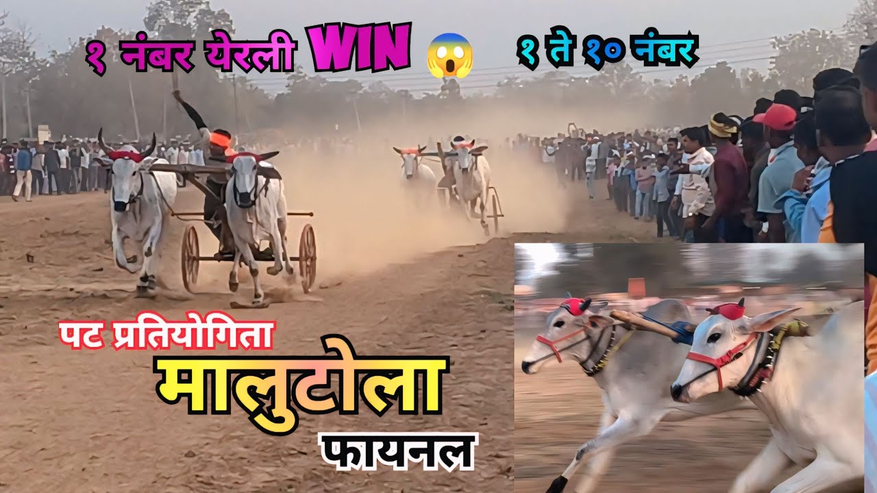 पट प्रतियोगिता मालुटोला फायनल १ ते १० नंबर 🎉 | प्रथम पुरस्कार ४१,०००  #bailgadasharyat  #bailgada 