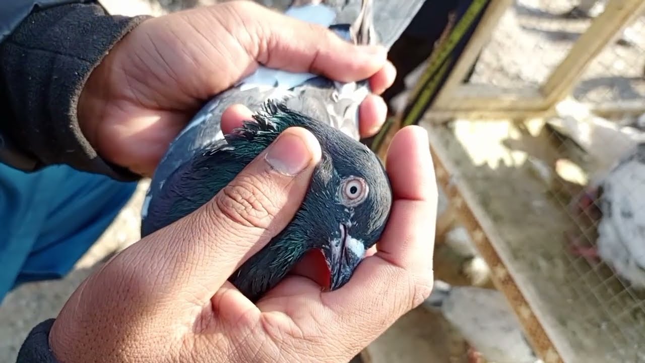 اج بھائی زاک چینا جوڑا لے ایا شوق کریں کمال ہوگیا