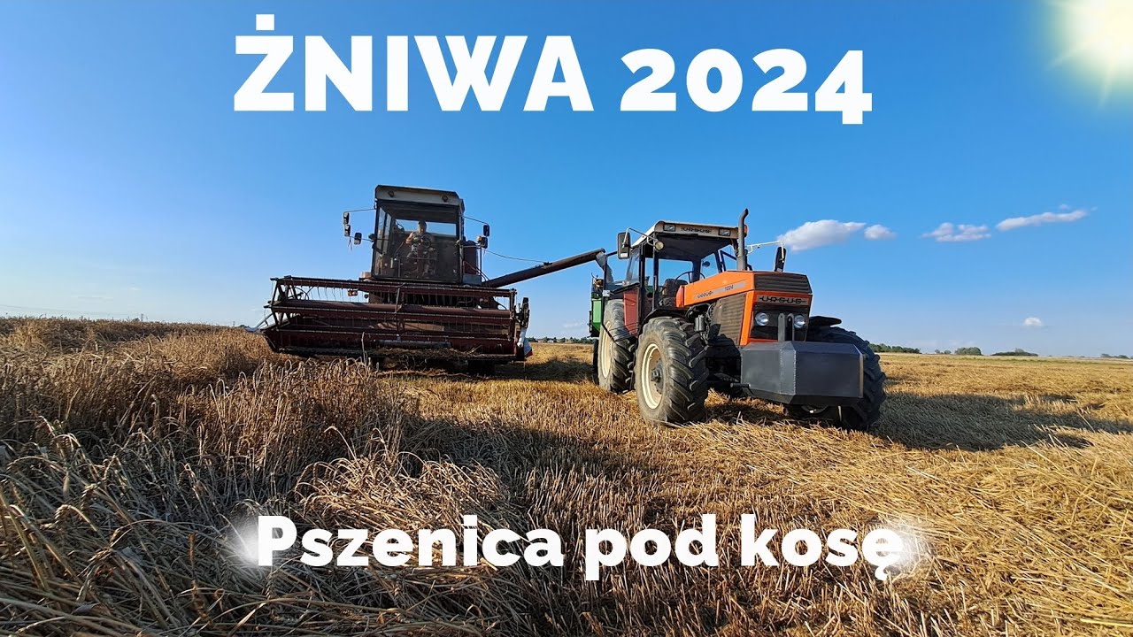 Żniwa 2024 😍 Kosimy Pszenicę 🌾Jedyny Taki Bizon w Okolicy 😮 Hp Osale