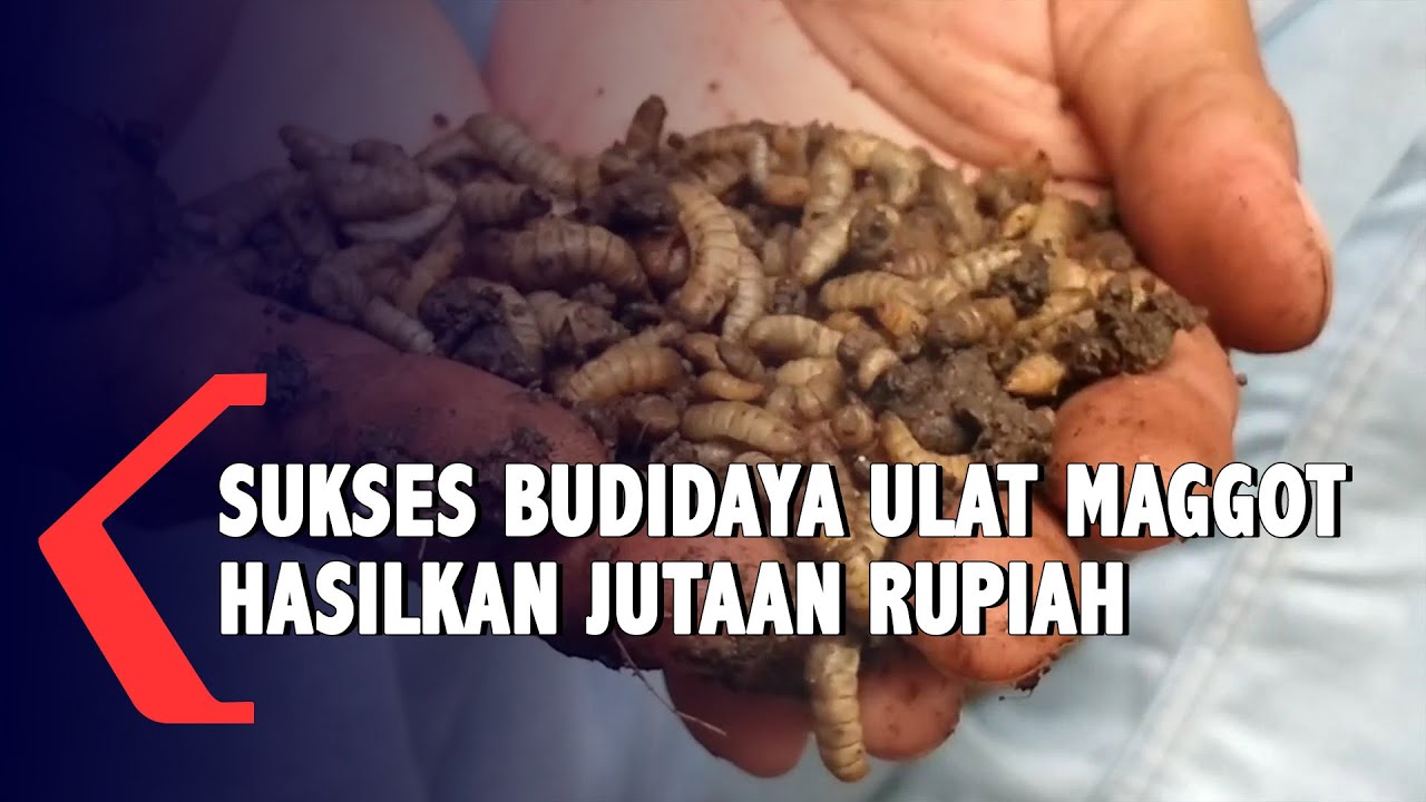 Sukses Budidaya Ulat Maggot Hasilkan Jutaan Rupiah