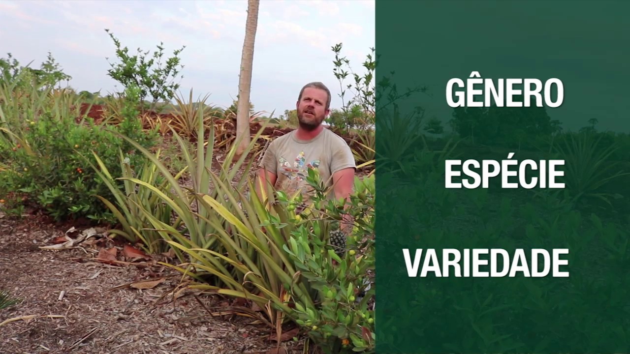Qual a diferen&ccedil;a entre esp&eacute;cie e variedade nas plantas?