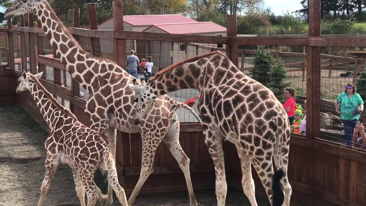 Oliver hugs April the Giraffe,Baby Tajiri is just big enough to eat Carrots (9/2017)