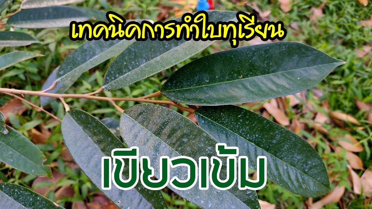 EP_030 บ้านสวนพิรดา - เทคนิคการทำใบทุเรียนให้เขียวเข้ม