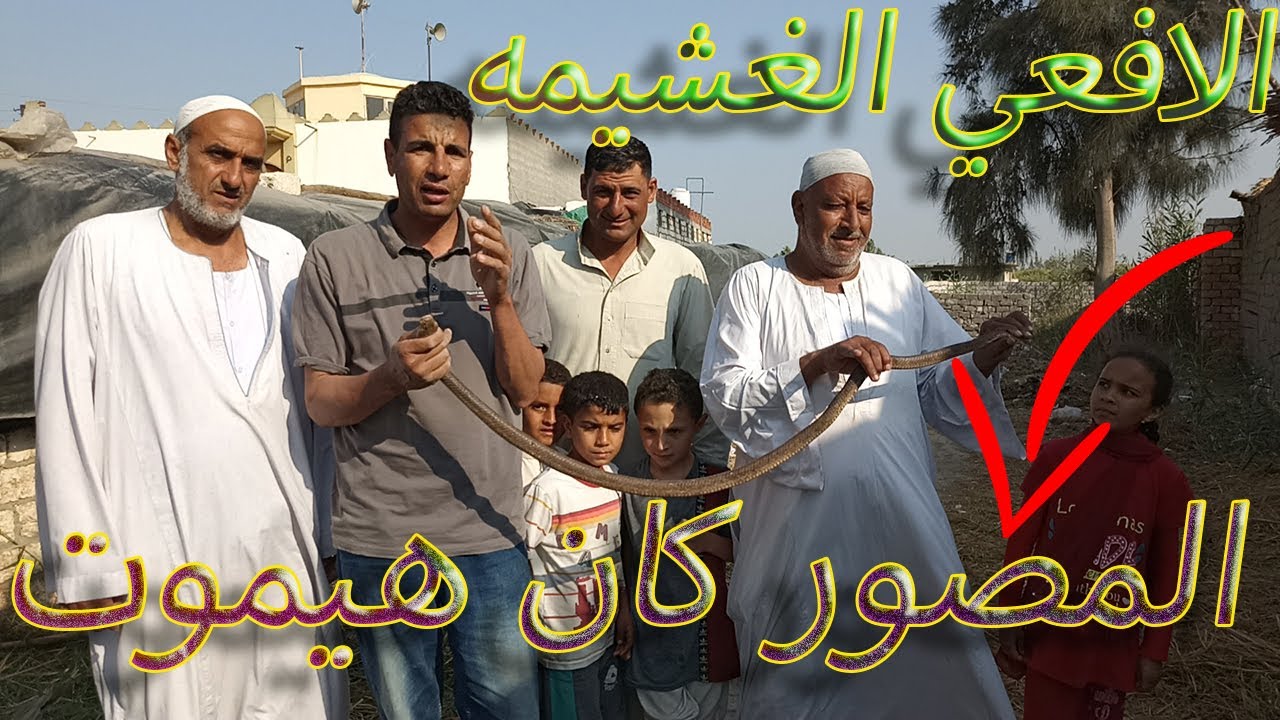الكوبرا الغشيمه بخت السم عليا وكانت هتلدغ المصور مع عبد الحميد الحداد