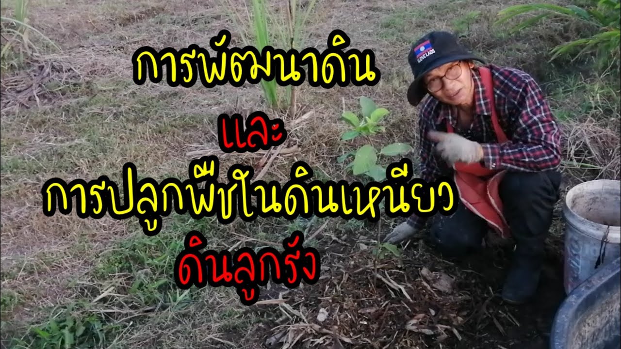 การพัฒนา​ดินและการปลูกพืช.ในดินเหนียว.ดินลูกรัง