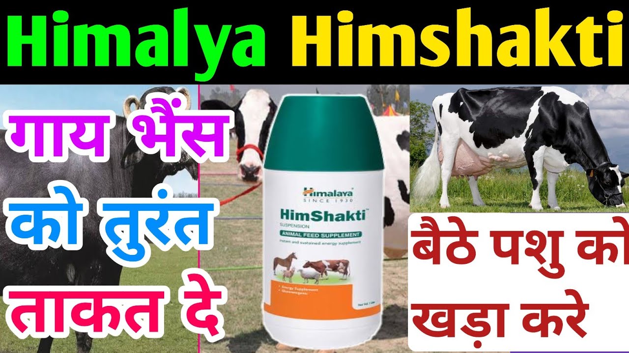 Himalya Himshakti । बैठे पशु को खड़ा करे।हिमशक्ति सिरप । Himshakti Suspension।Himalya Energy Booster