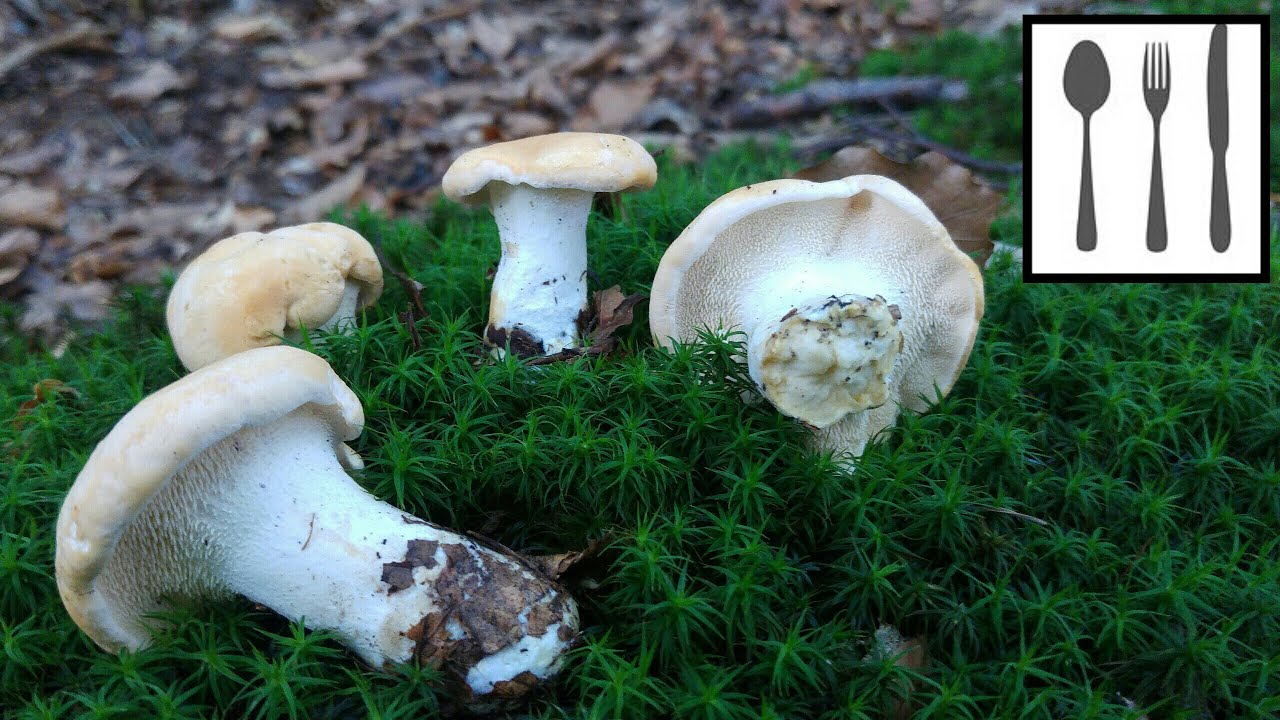 Kolczak obłączasty&nbsp;(Hydnum repandum&nbsp;L.)