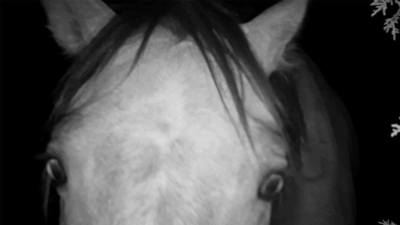 Eyeballs in the Night – Dusty’s Bachelors on the Midnight Trail June 2025