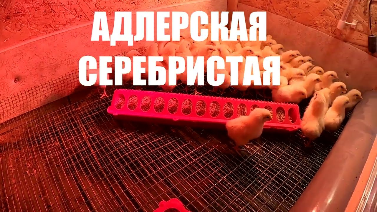 Содержание АДЛЕРСКОЙ СЕРЕБРИСТОЙ. От  суточного цыпленка до первого яйца.