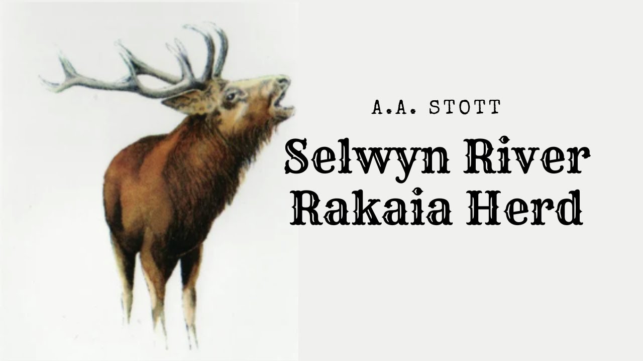 The Records Club A A  Stotts Selwyn River; Rakaia Herd