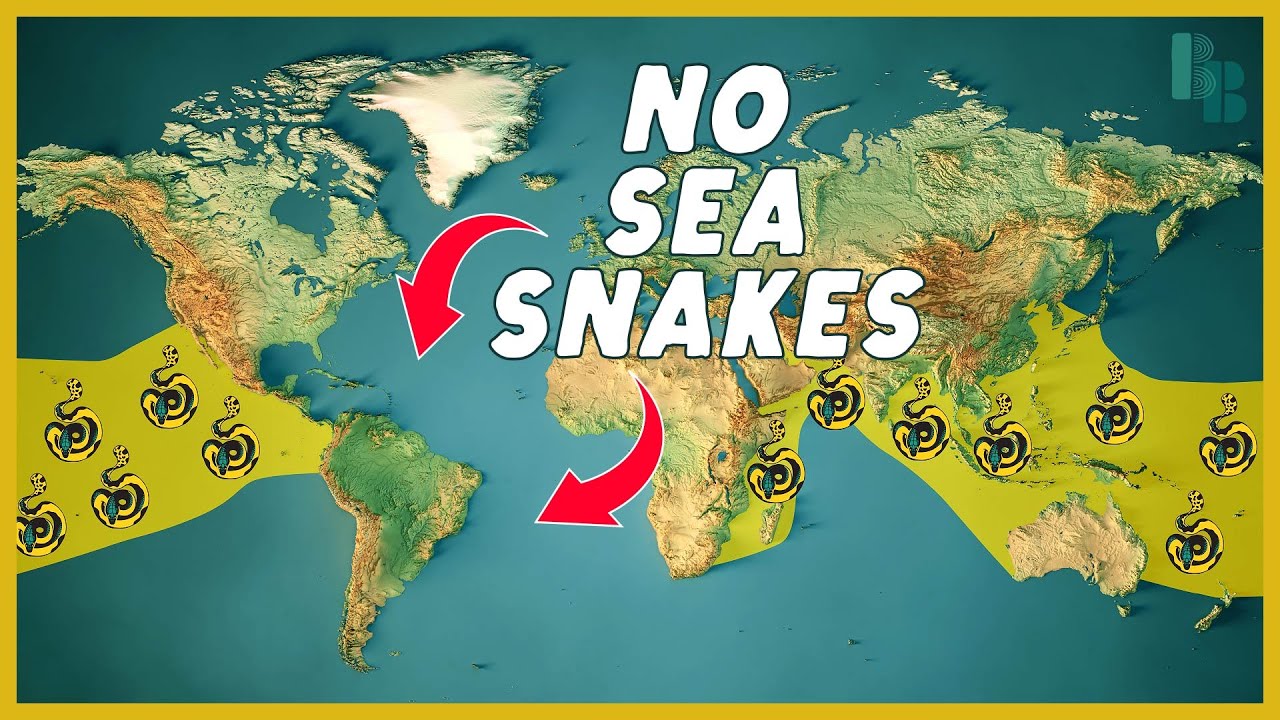 How Water Keeps Sea Snakes Out of the Atlantic