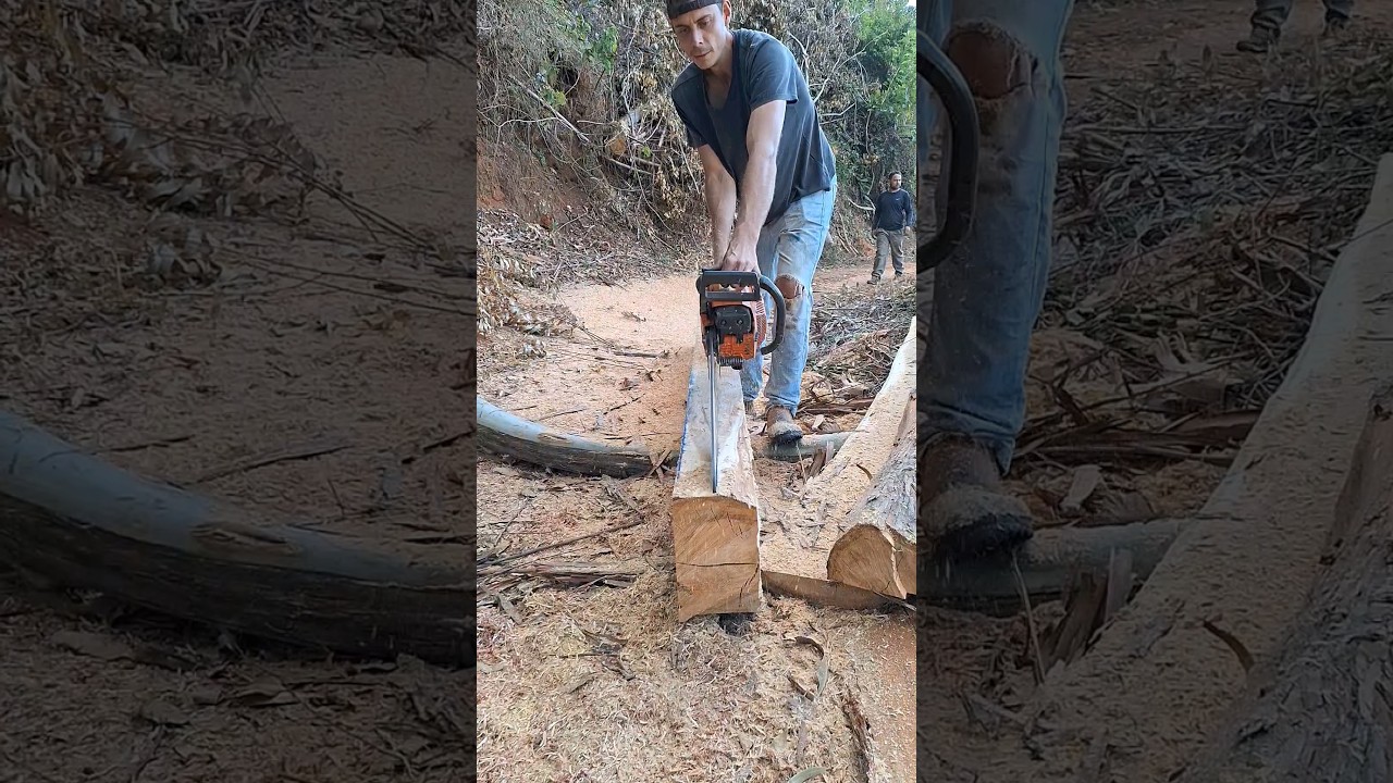 E assim que desdobra madeira com motosserra 281xp #wood #motosserra #serraria