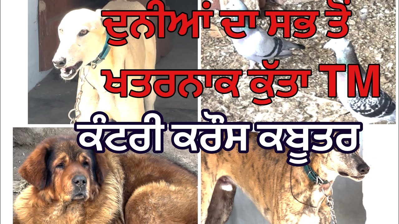 ਦੁਨੀਆਂ ਦਾ ਸਭ ਤੋਂ ਖਤਰਨਾਕ ਕੁੱਤਾ /ਕੰਟਰੀ ਕਰੌਸ ਕਰਨ ਵਾਲੇ ਕਬੂਤਰ country cross kbooter #dog #horse 