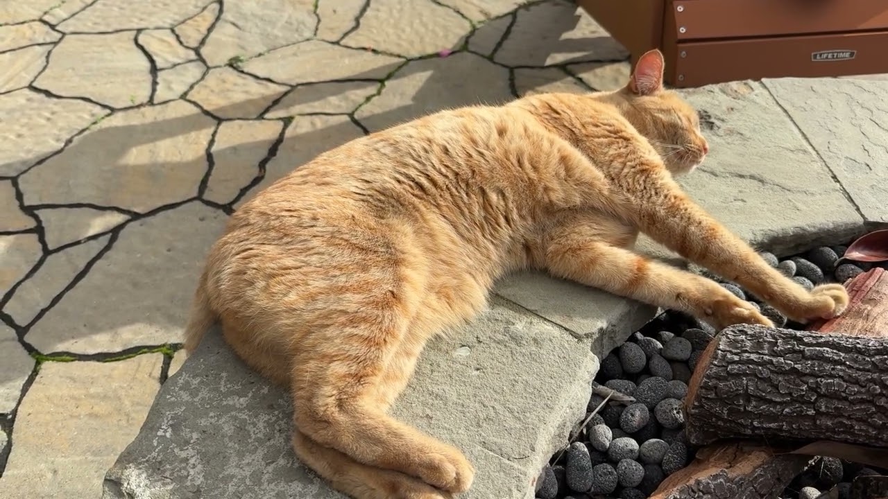 Scottie Napping