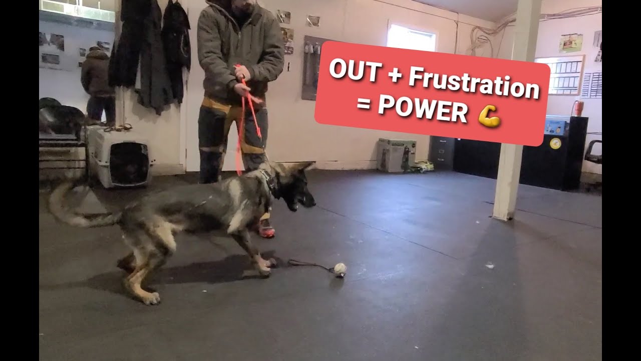 Training OUTS and more with a GSD puppy